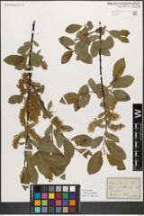 Foto von Salix myrsinifolia Salisb.